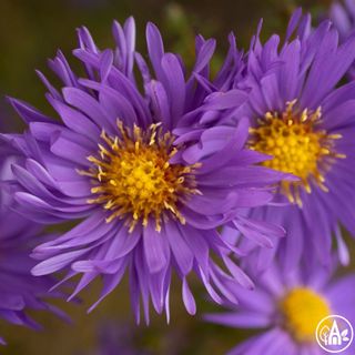 Айстра новобельгійська ‘Rudolf Goethe’ / Aster novi-belgii ‘Rudolf Goethe’