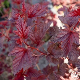 Бульбашник калинолистний 'Lady in Red' / Physocarpus opulifolius 'Lady in Red' 