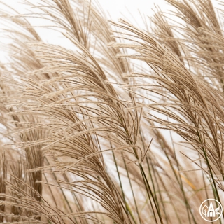 Міскантус китайський 'Rotfuchs' / Miscanthus sinensis 'Rotfuchs'