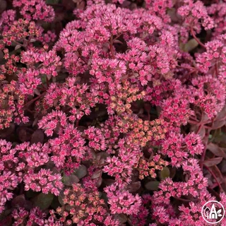 Очиток гібридний ‘Sunsparkler Firecracker’ / Hylotelephium hybride ‘Sunsparkler Firecracker’