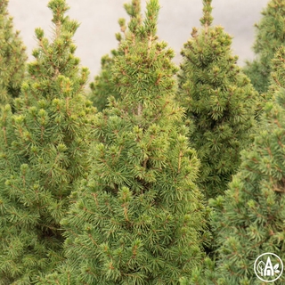 Ялина канадська 'Daisy's White' / Picea glauca 'Daisy's White' 