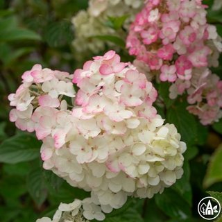 Гортензія волотиста 'Framboisine Rensam' / Hydrangea paniculata 'Framboisine Rensam'