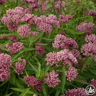 Ваточник м’ясо-червоний / Asclepias incarnata