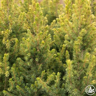Ялина канадська 'Rainbows End'  / Picea glauca 'Rainbows End' 