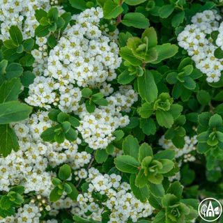 Таволга ніппонська 'Snowmound' / Spiraea nipponica 'Snowmound'