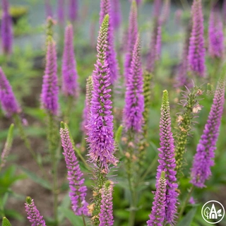 Вероніка довголиста 'Eveline' / Veronica longifolia 'Eveline' 