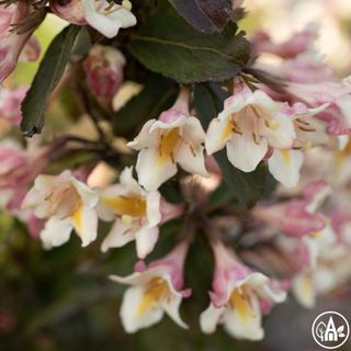 Вайґелiя 'Vintage Love' / Weigela florida 'Vintage Love'