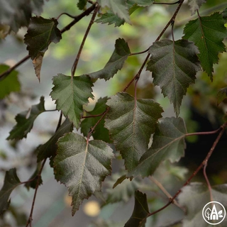 Береза повисла 'Royal Frost' / Betula pendula 'Royal Frost'
