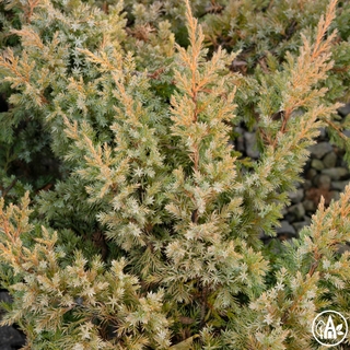 Ялівець лускатий ‘Blue Swede’ / Juniperus squamata ‘Blue Swede’
