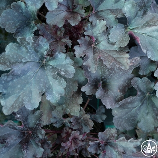 Гейхера гібридна 'Black Pearl' / Heuchera hybrida 'Black Pearl'