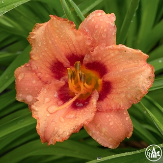 Лілійник гібридний 'Strawberry Candy' / Hemerocallis hybrida 'Strawberry Candy'