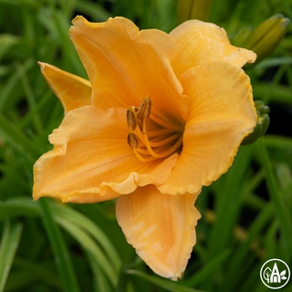 Лілійник гібридний 'Ruffled Apricot' / Hemerocallis hybrida 'Ruffled Apricot'