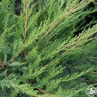 Ялівець середній ‘Mint Julep’ / Juniperus pfitzeriana ‘Mint Julep’