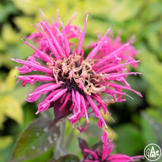 Монарда двійчаста 'Balmy Pink' / Monarda didyma 'Balmy Pink'