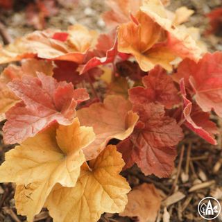 Гейхера гібрідна 'Southern Comfort' / Heuchera hybrida 'Southern Comfort'