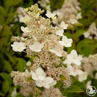 Гортензія волотиста 'Tardiva' / Hydrangea paniculata 'Tardiva'