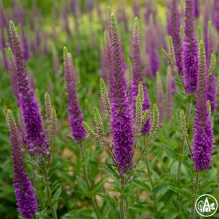 Вероніка колосиста  'First Match' / Veronica spicata  'First Match'