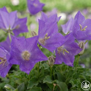 Дзвоники карпатські / Campanula carpatica