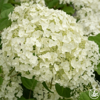Гортензія деревовидна 'Annabelle' / Hydrangea arborescens 'Annabelle'