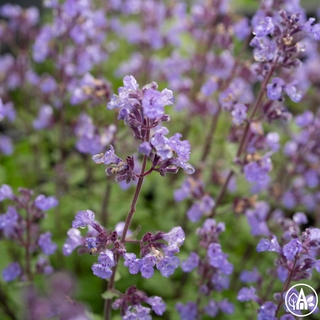 Котяча м’ята Фассена 'Kit Cat' / Nepeta faassenii 'Kit Cat'