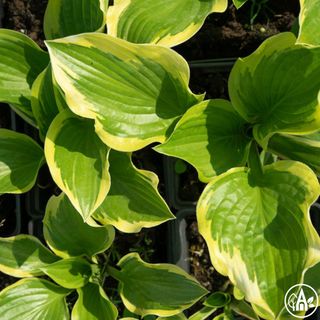 Функія гібридна 'Francee' / Hosta hybrida 'Francee'