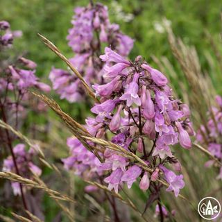 Пенстемон наперстянковий ‘Husker Red Strain’ / Penstemon digitalis ‘Husker Red Strain’
