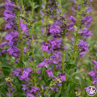 Пенстемон вертикальний 'Rocky Mountain' / Penstemon strictiformis 'Rocky Mountain'