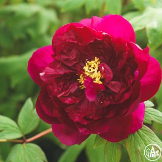 Півонія кущова 'Baiyuan's Red Clouds' / Paeonia suffruticos 'Baiyuan's Red Clouds'