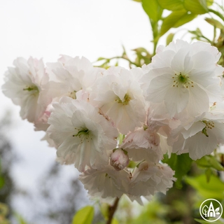 Вишня дрібнопильчаста 'Shimidsu' / Prunus serrulata 'Shimidsu'