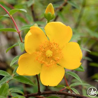Звіробій 'Hidcote' / Hypericum 'Hidcote'