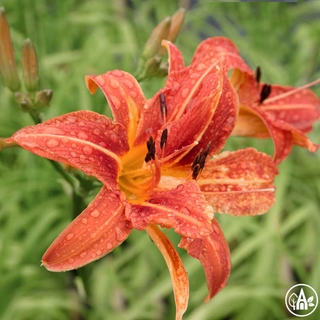 Лілійник гібридний 'Queen of May' / Hemerocallis hybrida 'Queen of May'