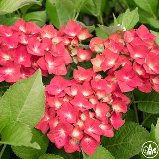 Гортензія великолиста 'AB Green Shadow' / Hydrangea macrophylla 'AB Green Shadow'