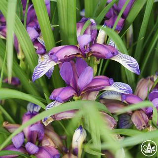 Півники злаколисті / Iris graminea