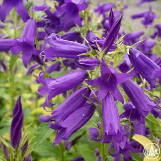 Дзвоники сибірські ‘Royal Wedding’ / Campanula sibirica ‘Royal Wedding’