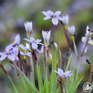 Синьоочки вузьколисті / Sisyrinchium angustifolium