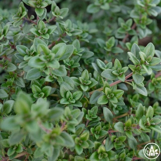 Чебрець лимонний 'Silver' / Thymus citriodorus 'Silver'
