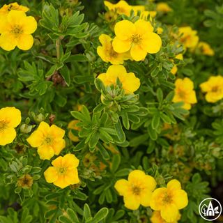 Перстач кущовий 'Mango Tango' / Potentilla fruticosa 'Mango Tango'