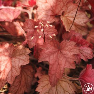 Гейхера гібридна 'Georgia Peach' / Heuchera hybrida 'Georgia Peach'