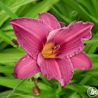 Лілійник гібридний 'Bela Lugosi' / Hemerocallis hybrida 'Bela Lugosi'