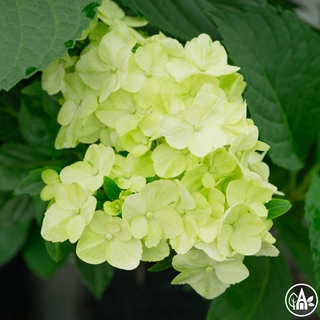 Гортензія великолиста 'Madame Emile Mouillere' / Hydrangea macrophylla 'Madame Emile Mouillere'