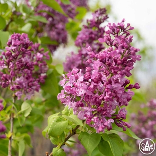 Бузок звичайний ‘Charles Joly’ / Syringa vulgaris ‘Charles Joly’