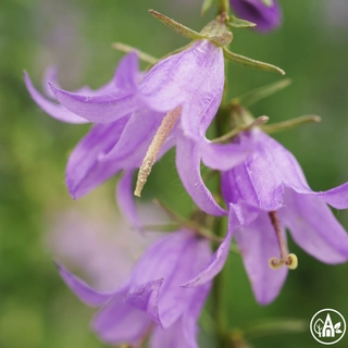 Дзвоники широколисті / Campanula latifolia