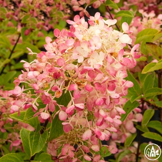 Гортензія волотиста 'Diamant Rouge' / Hydragea paniculata 'Diamant Rouge'