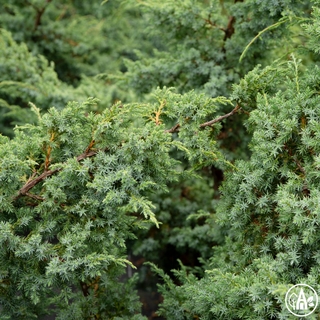 Ялівець китайський 'Blue Alps' / Juniperus chinensis 'Blue Alps'