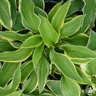 Функія гібридна 'Tomas Hood' / Hosta hybrida 'Tomas Hood'