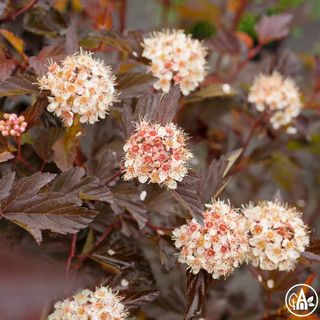 Бульбашник калинолистий 'Center Glow' / Physocarpus opulifolius 'Center Glow' 