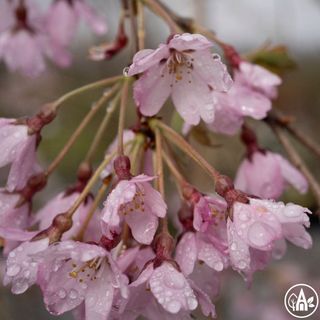 Слива кудлата ‘Pendula Rubra’ / Prunus subhirtella ‘Pendula Rubra’