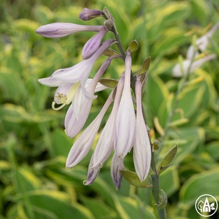Функія гібридна 'Crusader' / Hosta hybrida 'Crusader' 