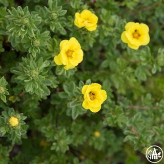 Перстач кущовий 'Citrus Tart' / Potentilla fruticosa 'Citrus Tart'