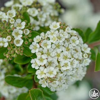 Таволга ніппонська 'White Carpet' / Spiraea nipponica 'White Carpet'